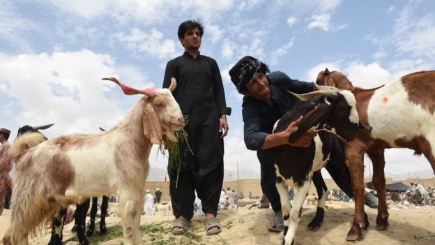 عید کے دوسرے روز بھی سنت ابراہیمی کی ادائیگی 1 108281503 gettyimages 1160958862