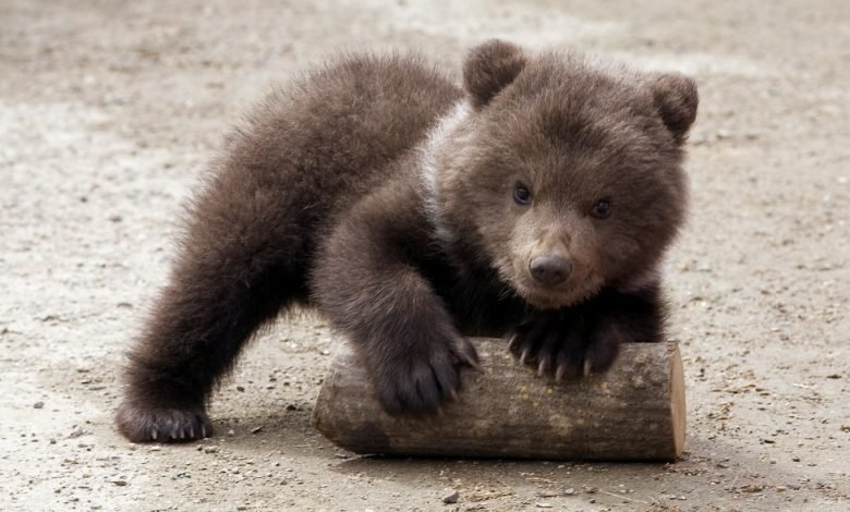 پشاور کے چڑیاگھرسےریچھ کا بچہ غائب 1 bearrr