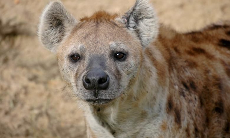 نایاب لگڑبگڑ کو مارنے والوں کے خلاف کارروائی 1 download 1 4