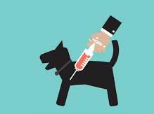 ریبیز وائرس سے بچاؤ کیسے ممکن ہے 1 images