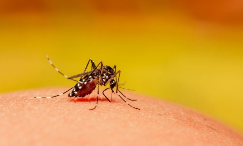 مچھر اپنے پروں کی آواز سے بھاگ جائیں گے 1 mosquito bug malaria insect stock getty