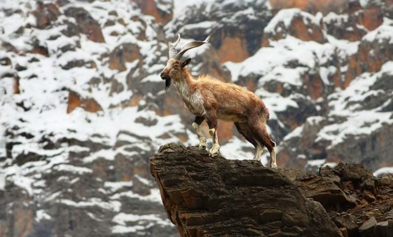 Animal