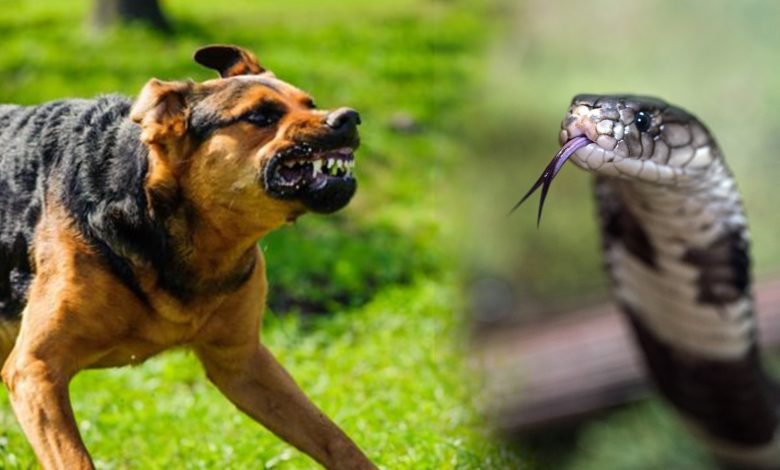 Snake and Dog