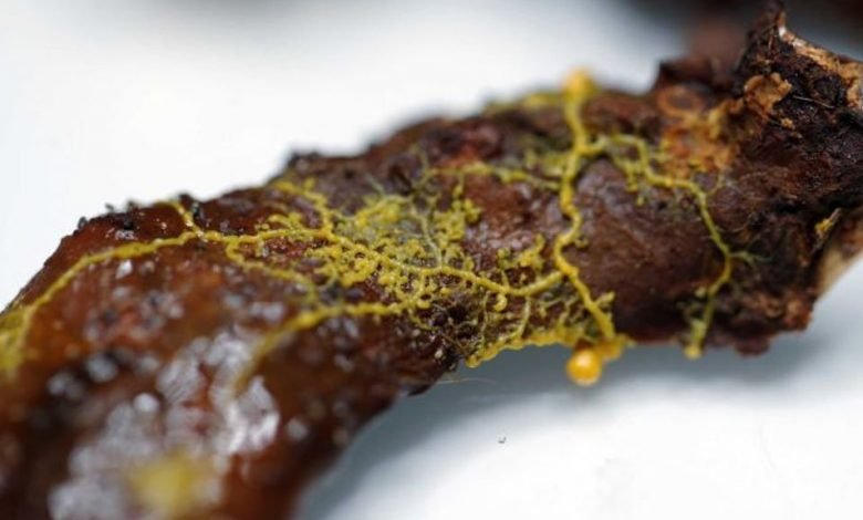 پیرس کے چڑیا گھرمیں پراسرارمخلوق عوام کیلئے پیش 1 paris