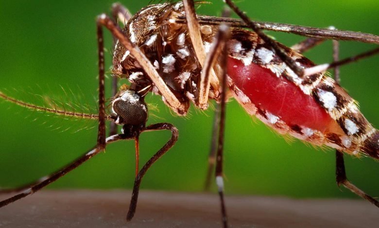 yellow fever mosquito disease vector