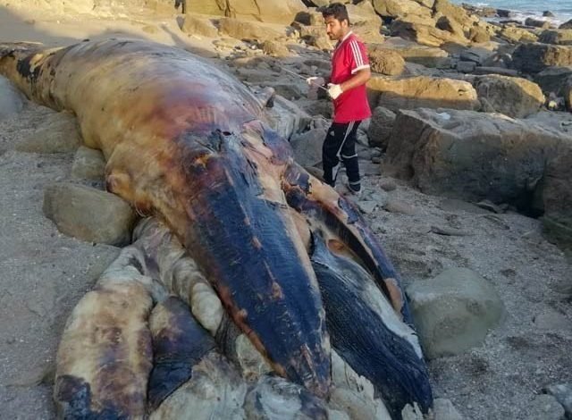 1899442 whalun 1575040554 987 640x480