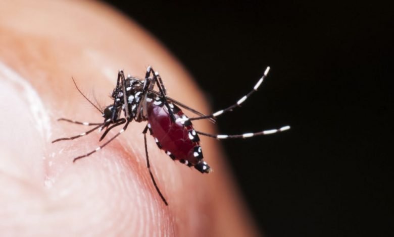 20171226 Mosquito aedes shutterstock 35a2y40hl4wh7pw5ngg6bk