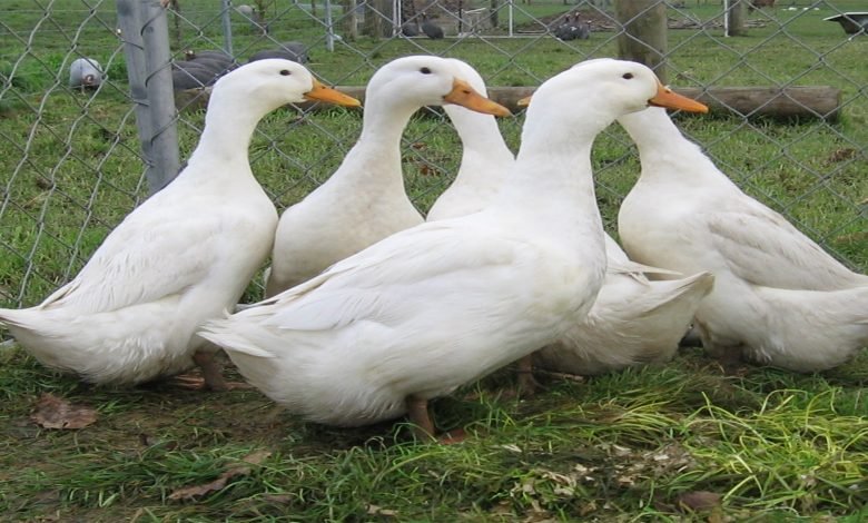 فرانسیسی عدالت میں بطخوں کی جیت 1 DUKS