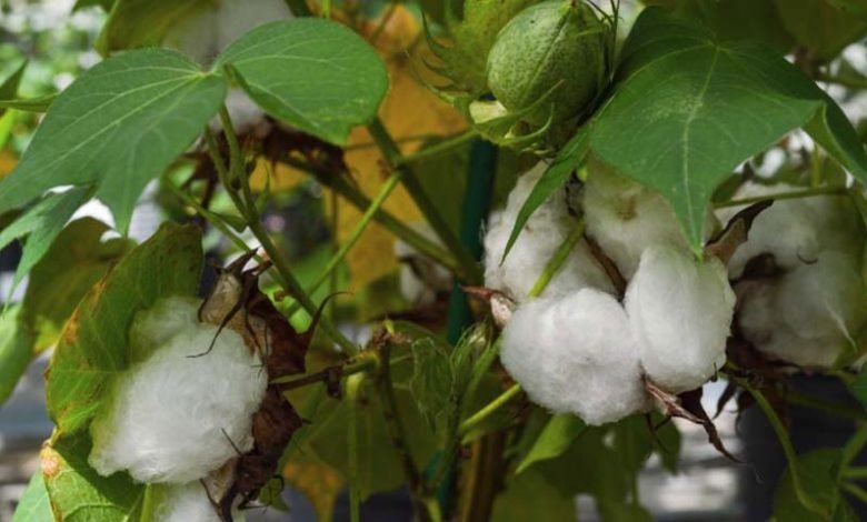 cotton