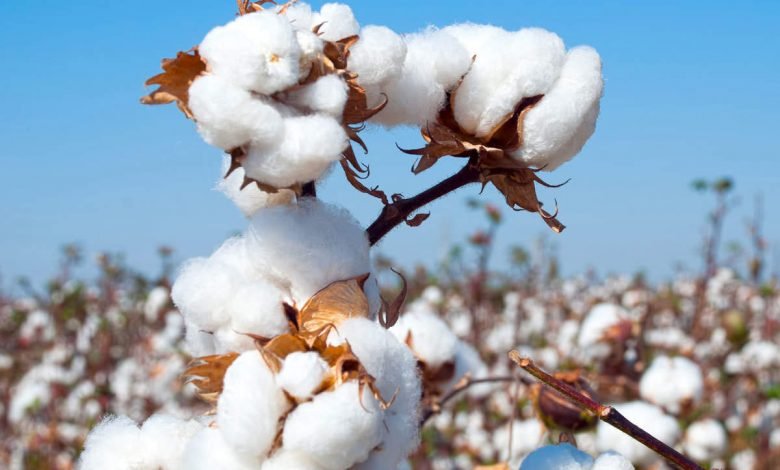 Cotton Prices