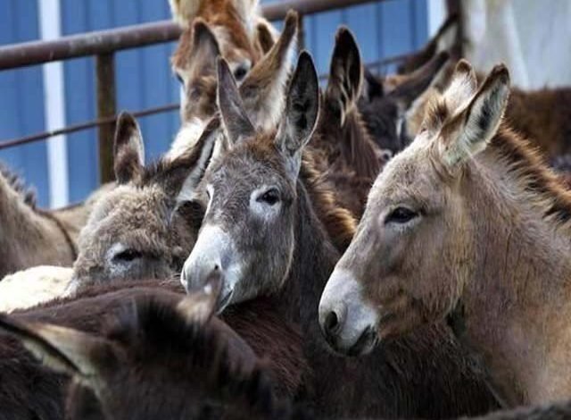 2146872 donkeys 1614078865 871 640x480 1