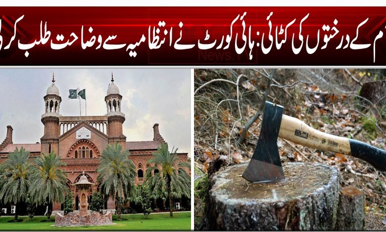 آم کے درختوں کی کٹائی: ہائی کورٹ نے انتظامیہ سے وضاحت طلب کرلی 1 8787878778877779979797974646464697979979669696969595333222525