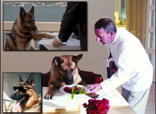 9 richestdogx 1