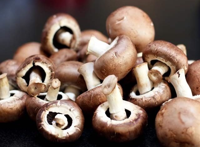 487 mushrooms 10