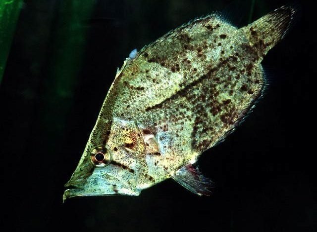 بے جان پتہ بن کر شکار کرنے والی حیرت انگیز مچھلی 1 78 leafmain 161