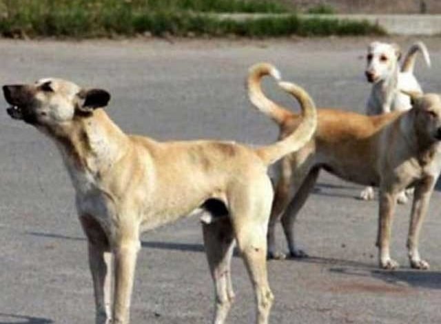 New dog-borne corona virus detected