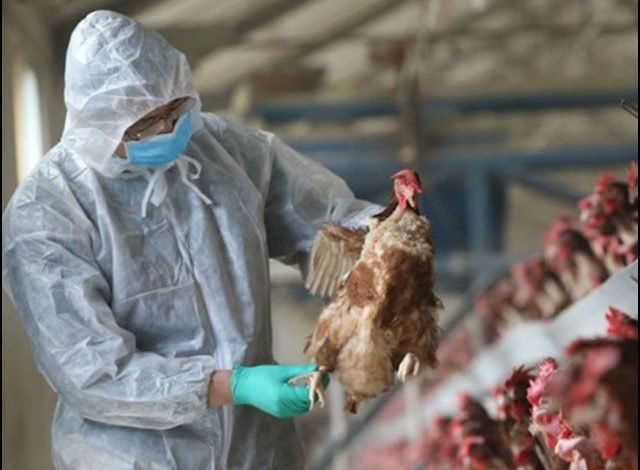 Dangerous bird flu virus could become the next global epidemic
