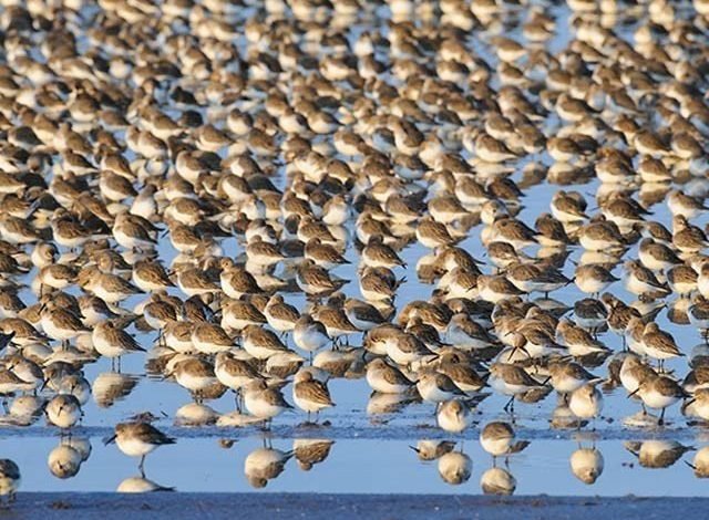 The number of birds on the planet is 50 billion, but four species are at the top
