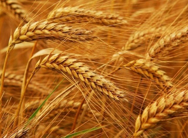 موسمیاتی تبدیلی سے گندم اورمکئی کی عالمی پیداوارمیں کمی کا اندیشہ 1 Climate change threatens to reduce global wheat and maize production