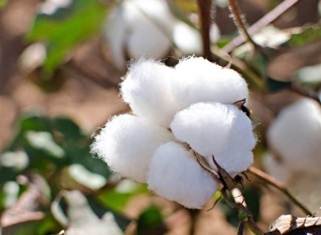 Masonry of new cotton crop partially started