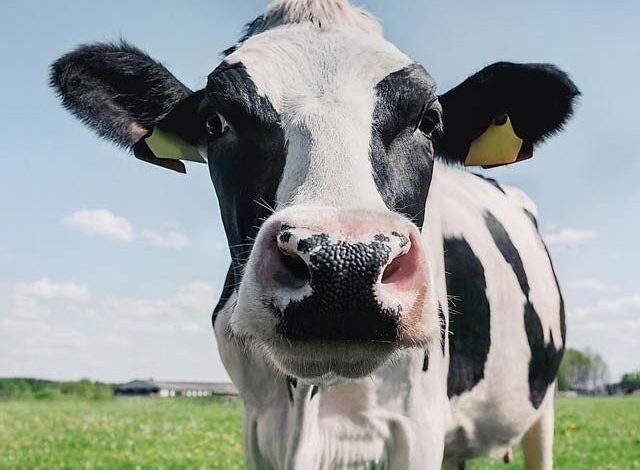 A plan to make a profit by reducing the barking of cows