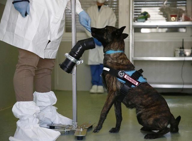 Dogs can diagnose corona virus by sniffing