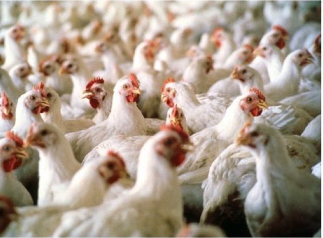 Expensive chicken meat; Showcause notices issued to 19 poultry feed mills