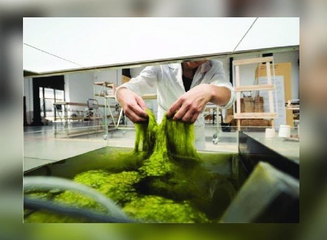 Beautiful clothes made of moss