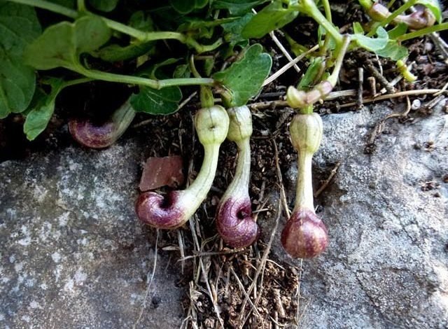 A unique plant that calls for help flies from the smell of dead insects
