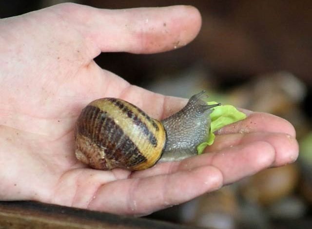 Would you like to wash your face with snail greasy soap?