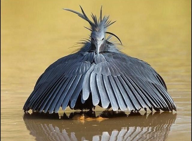 A deer that becomes an umbrella for hunting