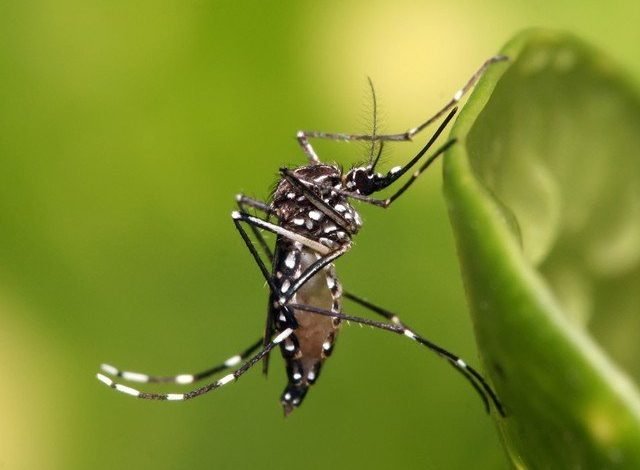 ڈینگی کا پھیلاؤ کم کرنے والا بیکٹیریائی تجربہ 77 فیصد کامیاب 1 Bacterial experiment to reduce the spread of dengue is 77% successful
