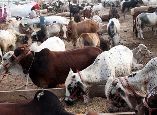 Armed clash between two groups at Chakwal cattle market