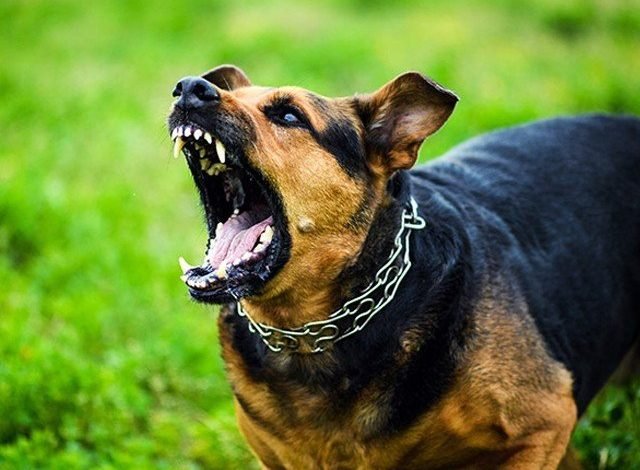 Dog bite case against lawyer: Accused's bail application rejected