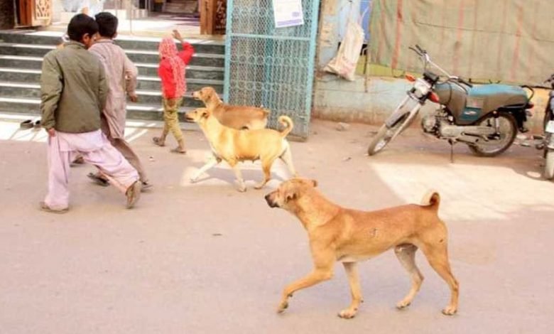 Two pet dogs killed a senior citizen in Defense area of ​​Karachi