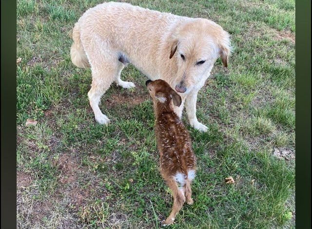 ہرن کا بچہ اپنے ’’محسن کتے‘‘ کا شکریہ ادا کرنے گھر پہنچ گیا 1 The baby deer reached home to thank his "good dog"