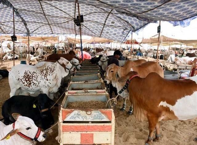 ٹھیکیداروں کی گاڑیوں اور دیگر مد میں فیس وصولی؛ جانور مزید مہنگا، قربانی محال 1 Collection of fees for contractors' vehicles and other items; Animals are more expensive, sacrifices are impossible