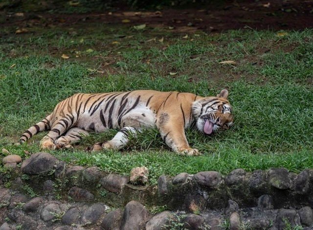 70 rare lion hunters arrested in Bangladesh