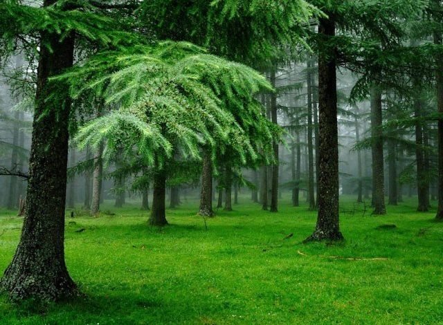 The "trillion tree tsunami" is needed