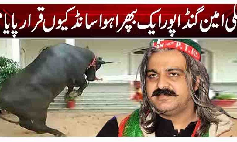 علی امین گنڈاپور ایک بپھرا ہوا سانڈ کیوں قرار پایا؟ 1 1 138