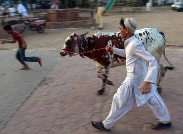 2204747 qurbanix 1626934244 290 640x480 1