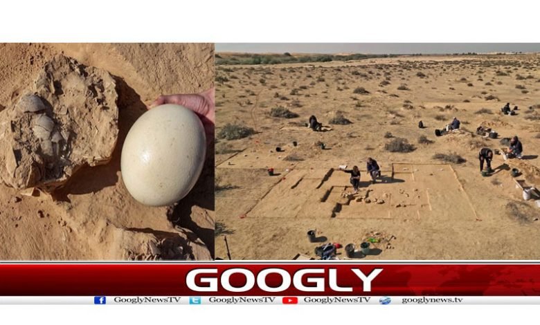 اسرائیل میں شترمرغ کے4ہزار سال قدیم 8انڈے دریافت 1 Latest News in Urdu