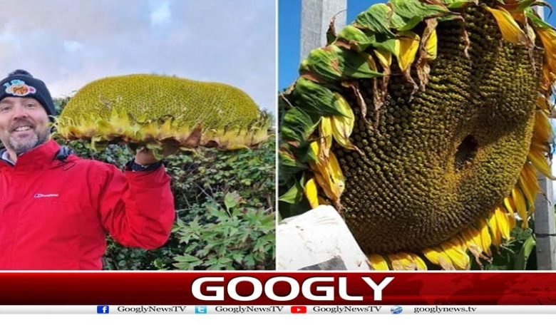 Welsh Farmer Latest News in Urdu