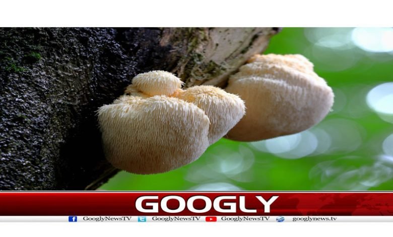 Mushroom Benifit in Brain Health