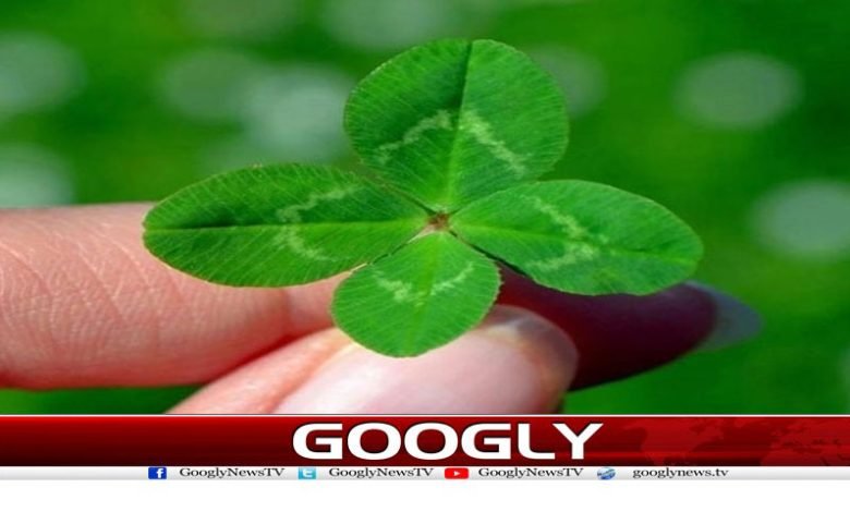 امریکی خاتون کا چار پتوں والی شبدر جمع کرنے کا عالمی ریکارڈ 1 Weird News in Urdu