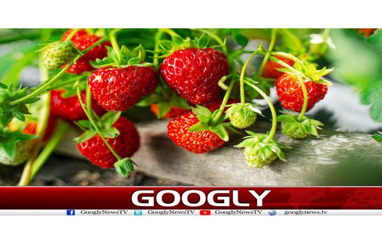 Strawberry Benefits in Urdu
