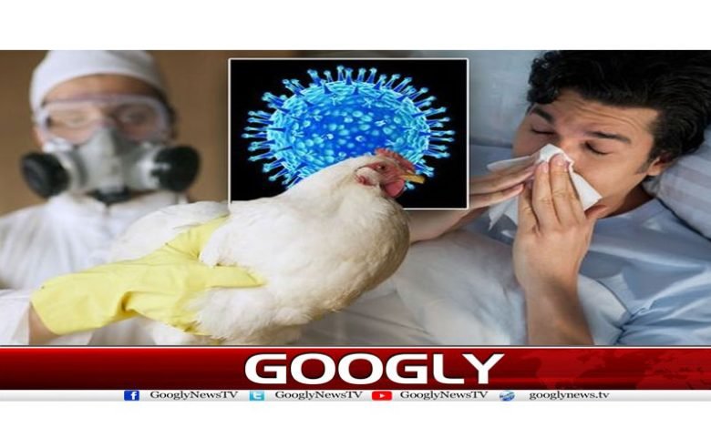 Bird Flu Latest News in Urdu
