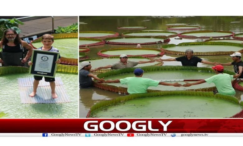 water lily
