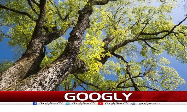 Wajahat Masood Column in Urdu