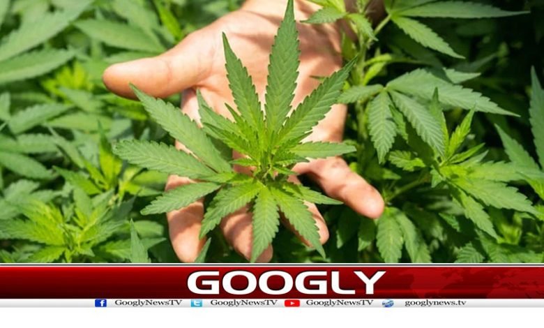 Afghanistan News in Urdu